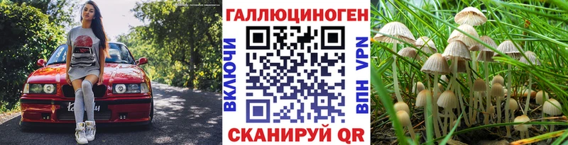 где продают   Чадан  Псилоцибиновые грибы MAGIC MUSHROOMS 